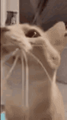 ihateragebait_cat