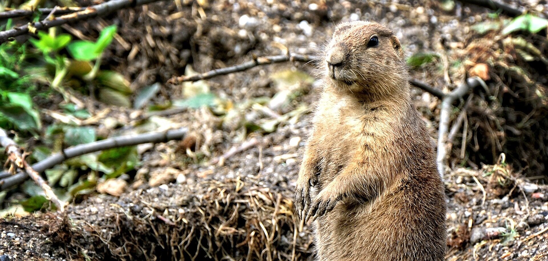 WHEN YOU DONT KNOW IF YOU SHOULD DO SOMETHING - JUST GOPHER IT