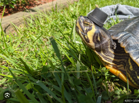 WELCOME
TO MY GRASS - FOR DISTINGUISHED TURTLES