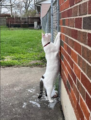 WATCHING MY GRADE SLIP AWAY AFTER NOT STUDYING THE REQUIRED COURT CASES