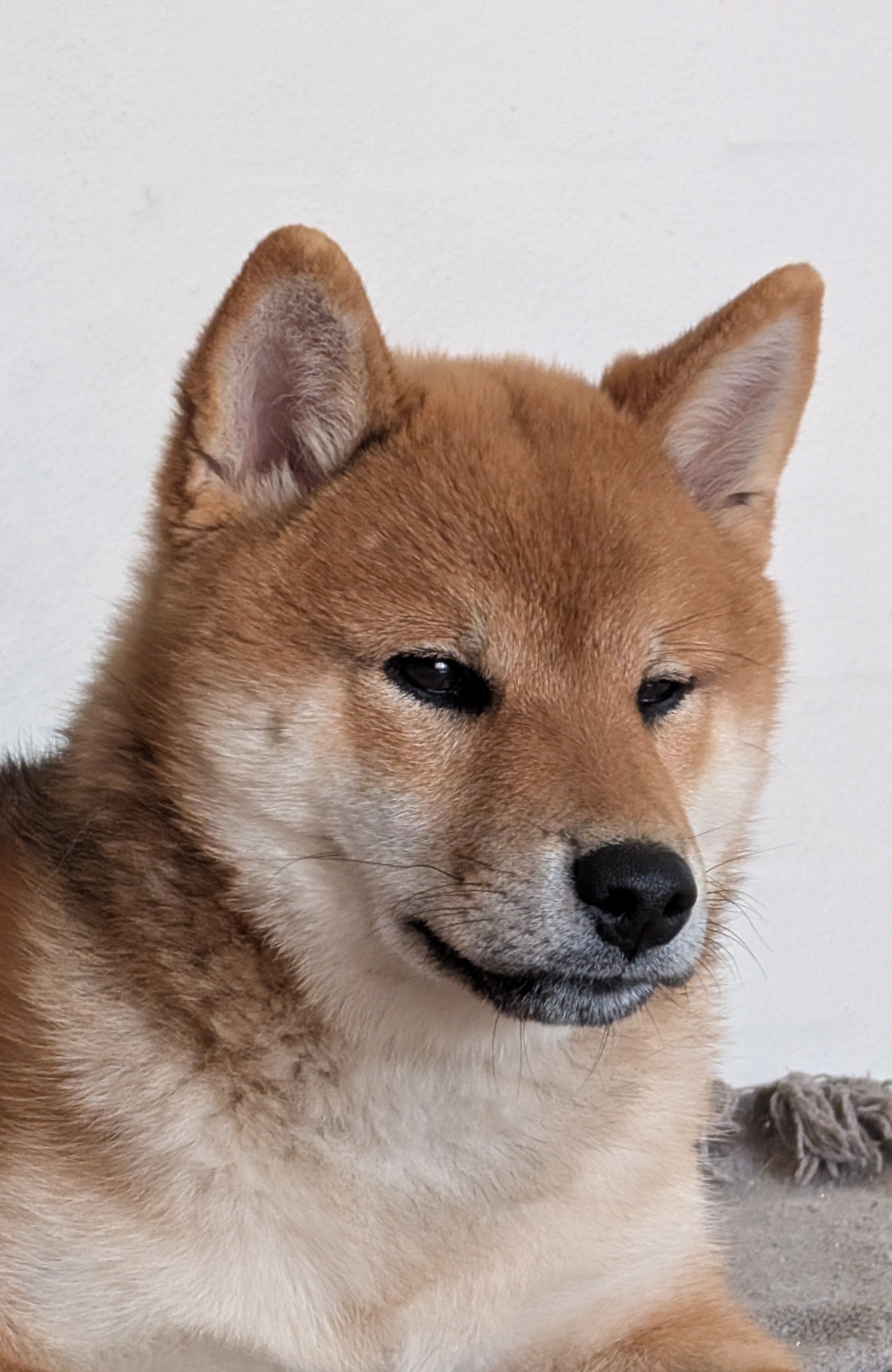 Unsatisfied shibe