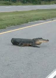 MR STUBBS - GET OFF THE ROAD