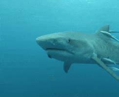 NICE DAY TO SHARK AN ORDER