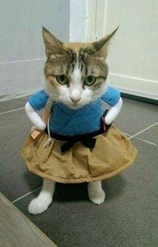 Kitty in a dress