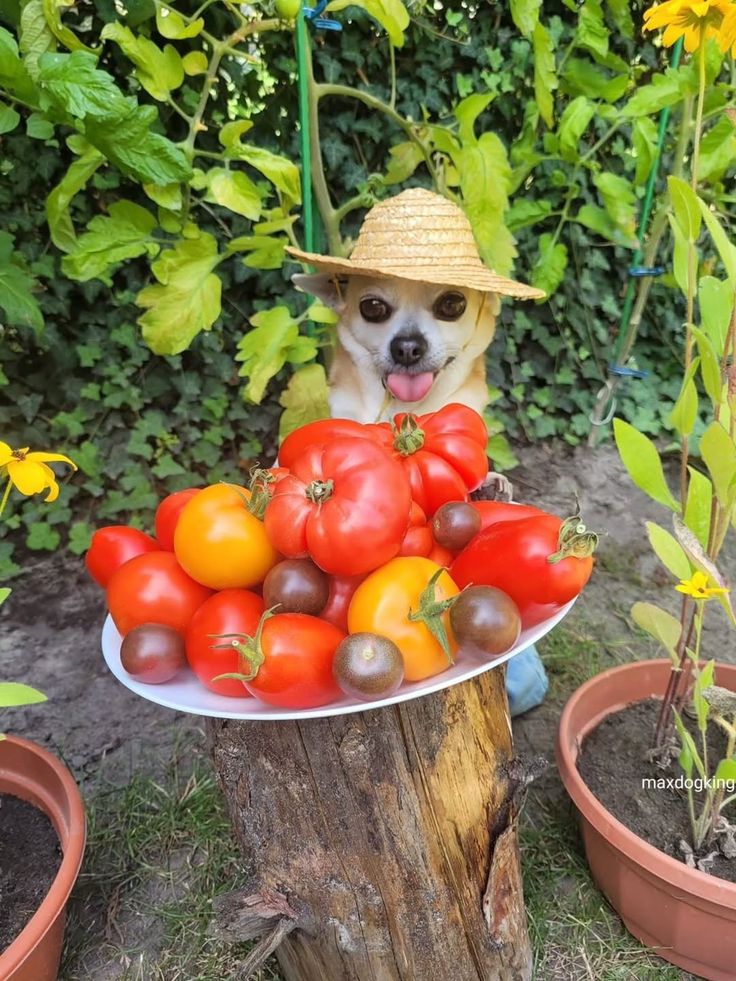 WHEN YOU LEARN HOW TO - MAKE TOMATES À LA PROVENÇALE