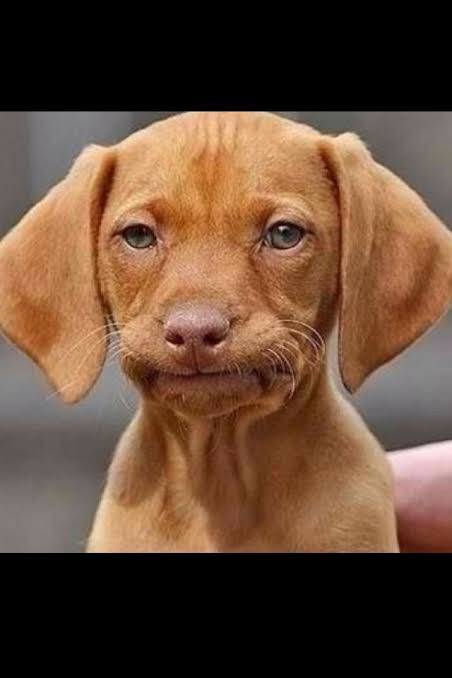 MANDOLIN AFTER SANTIAGO REFUSES HIS HELP AGAIN