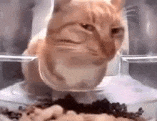 WHEN YOUR THERAPIST KNOWS YOUR AUTISTIC - AND WONDERS ABOUT YOUR NEXT LIFE CHOICE