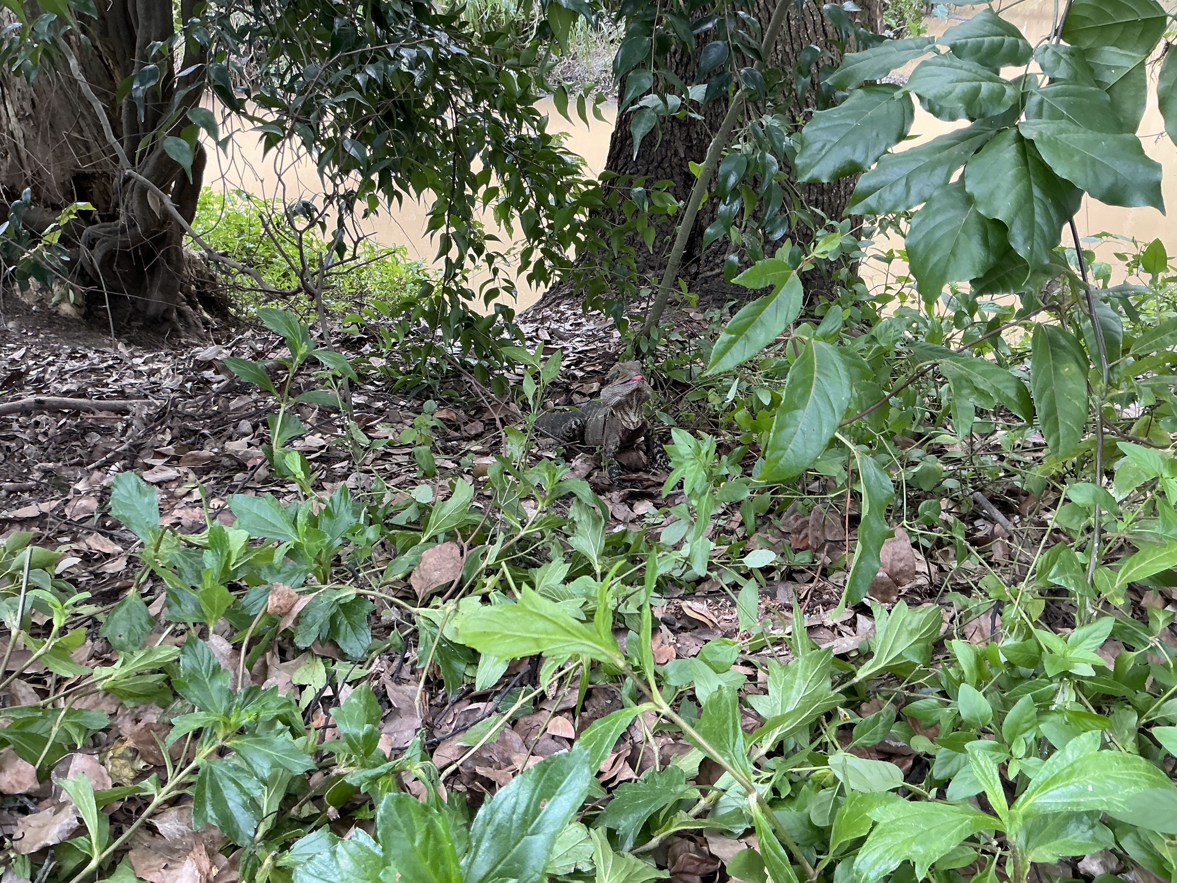POV: - YOU LOST THE GAME - SO A LIZARD IS LAUGHING AT YOU