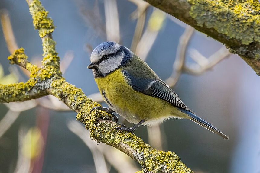 EURASIAN BLUE TIT