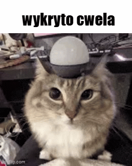 NIEPRAWDA11
