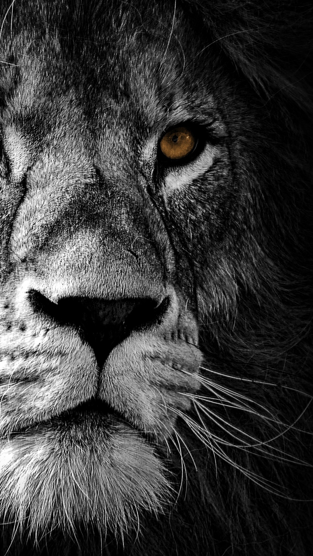 THE LION JERKS OFF WITHOUT LOTION - HE’S ALSO YO DADDY