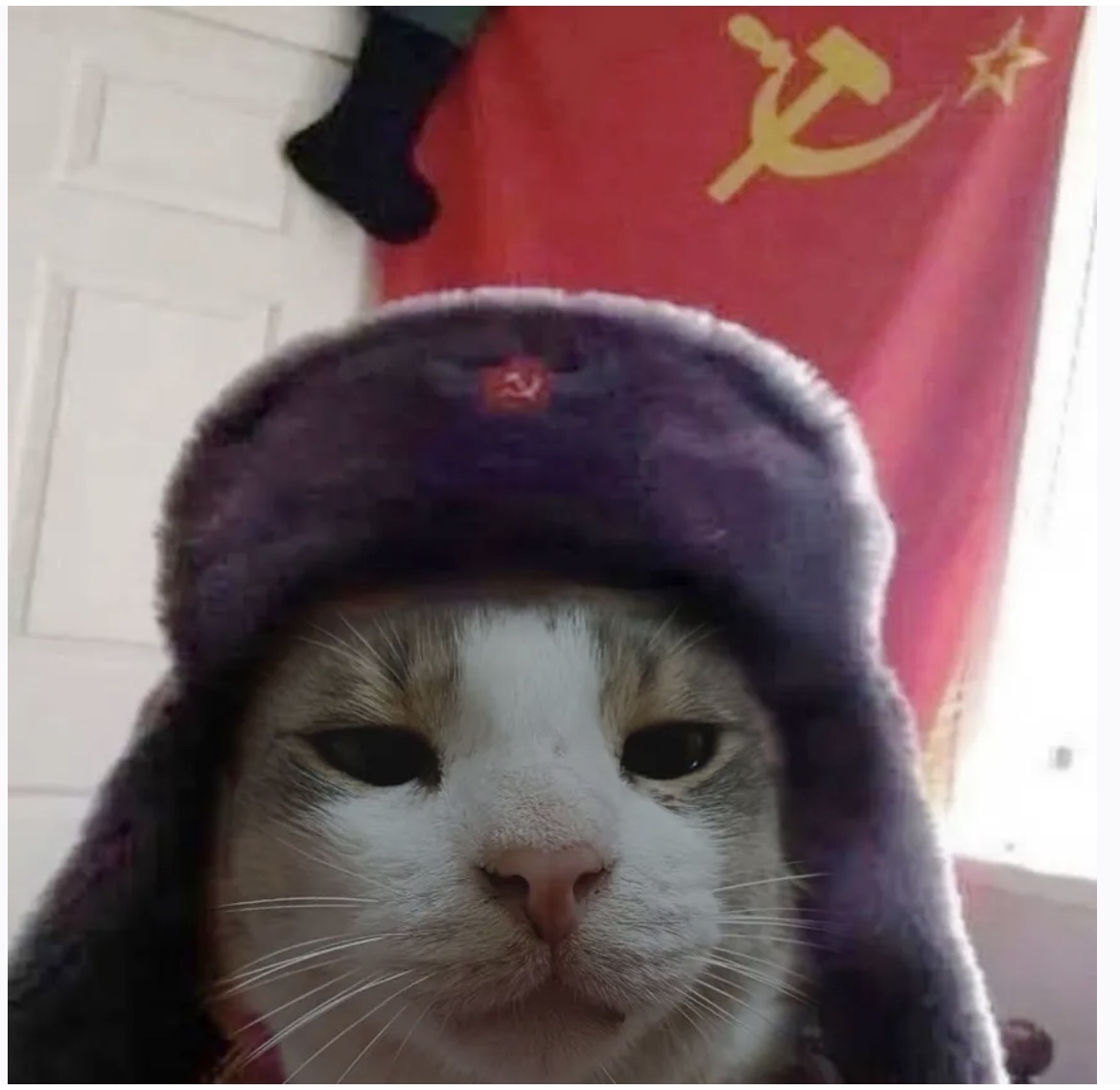YOUR VIDEO HAS BEEN SEIZED FOR - REDISTRIBUTION COMRADE