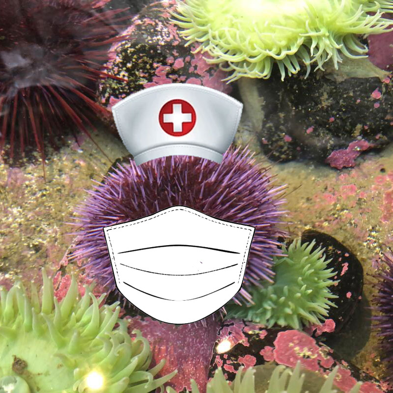 URCHIN - CARE