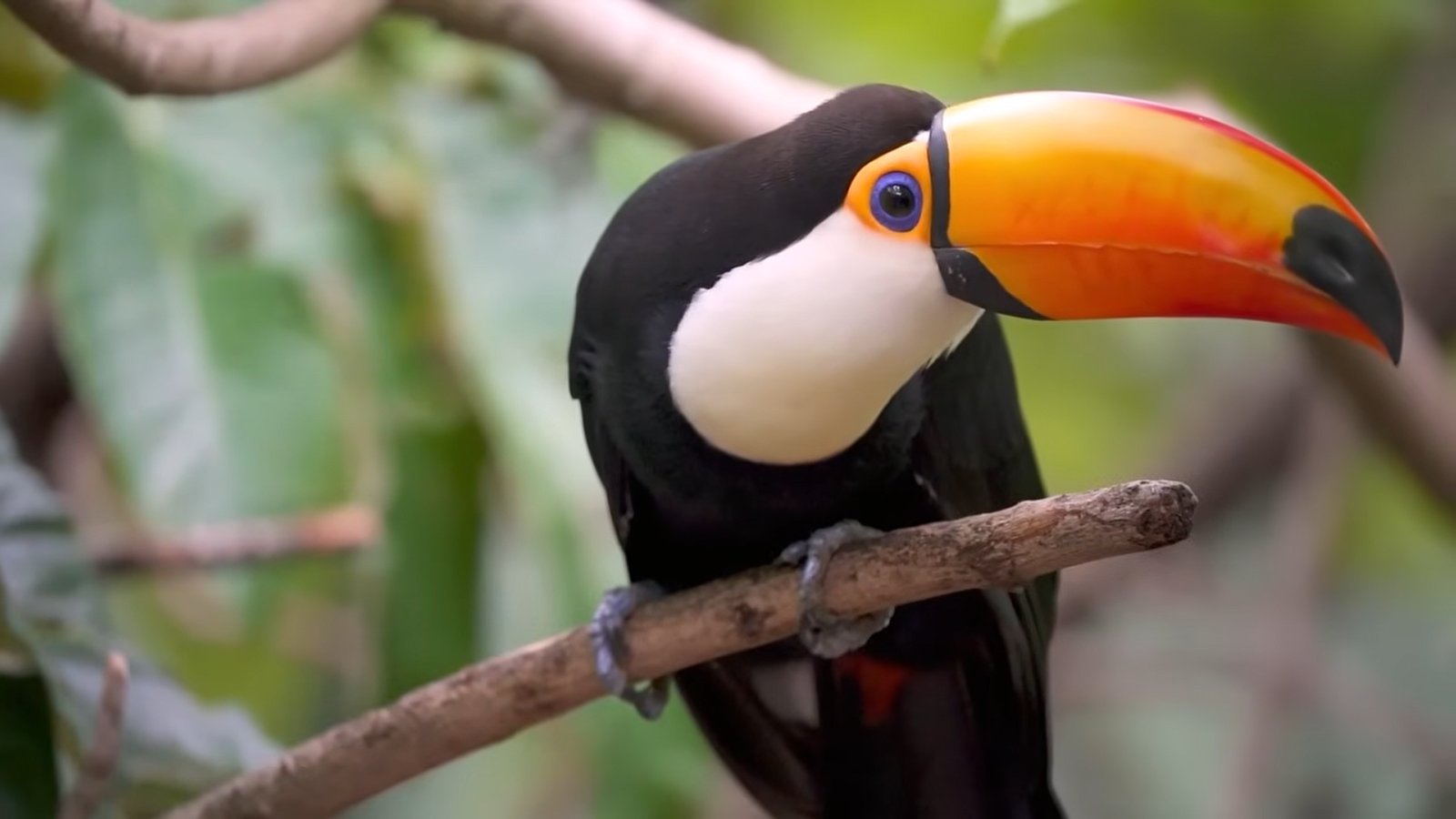 TOUCAN - YES, TWO CAN.