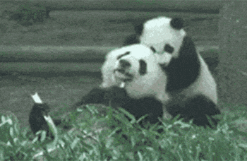 PANDA: - YOU: