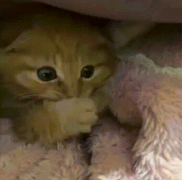 EVERY KITTY WITHIN SAN JOSE WHEN TINA SKIPS SHOWER DAY