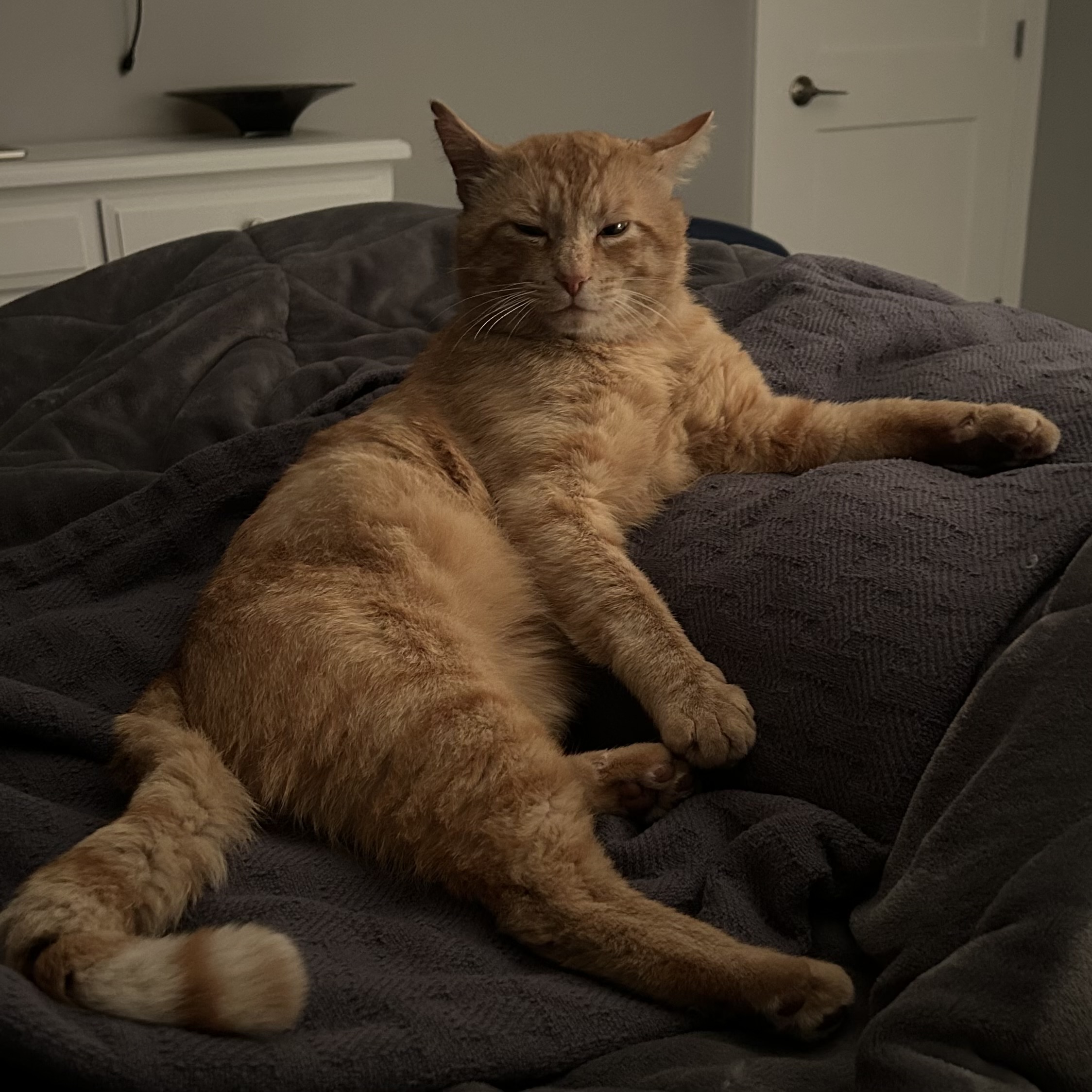 I DONT ALWAYS MEOW - BUT WHEN I DO, ITS 2 IN THE MORNING